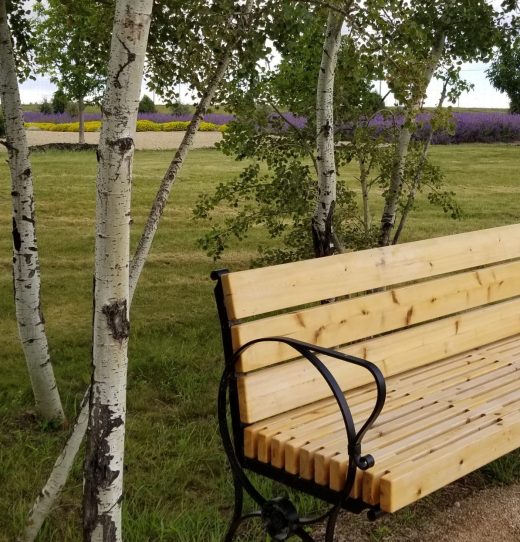Bench on Walking Trail by Pond